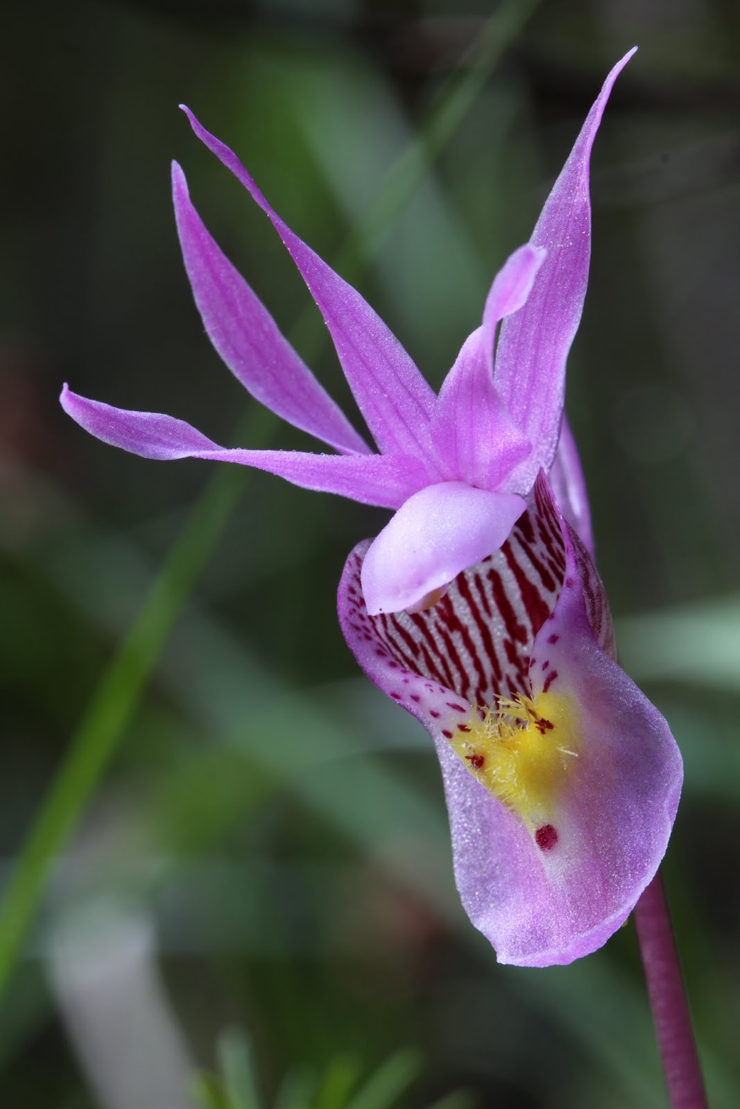 Calypso bulbosa